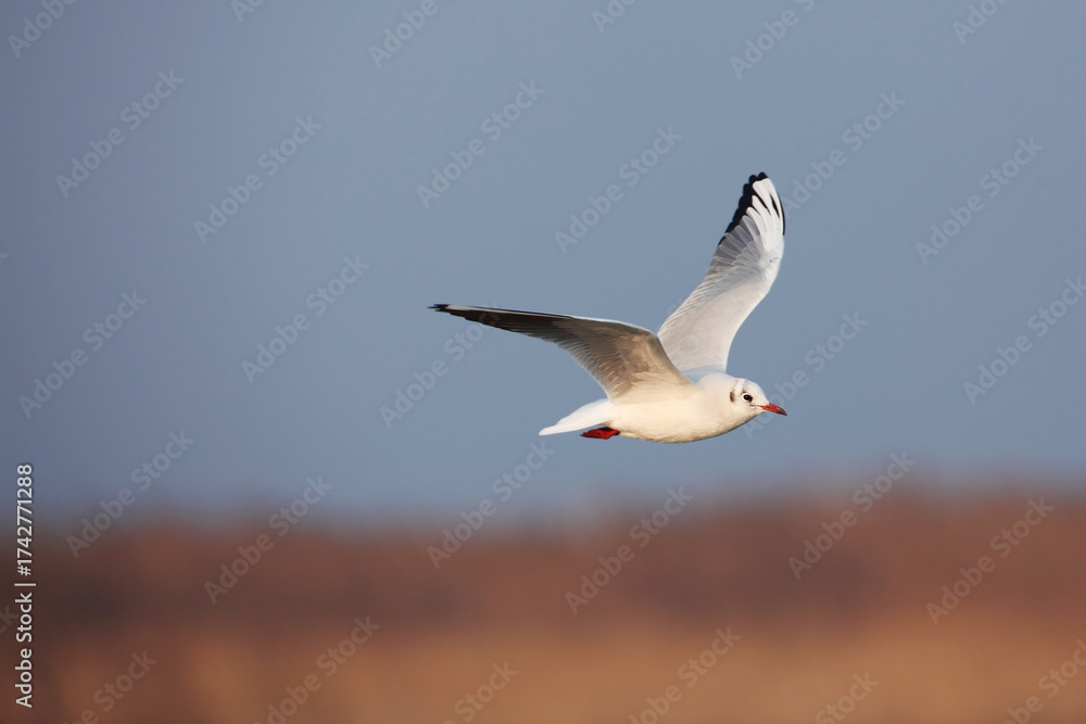 Obraz premium Common gull