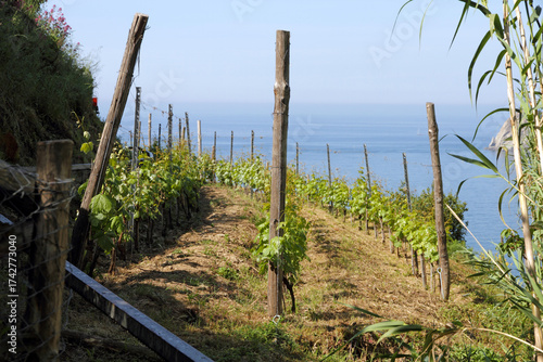 Foto Terraced Vineyard Sloping Down to the Ligurian Sea