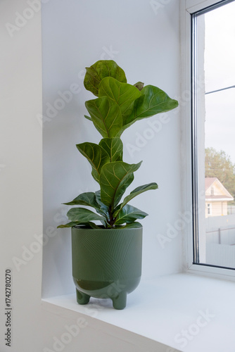 Ficus lirata bambino in a pot stands on a windowsill in an apartment