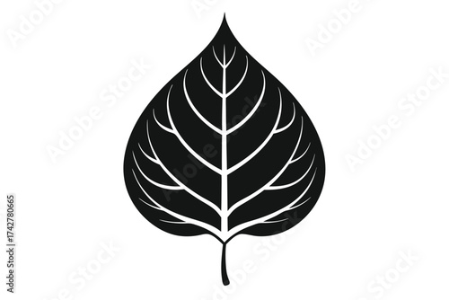 Black leaf silhouette shows detailed veins, forming an elegant, eyecatching foliage presentation