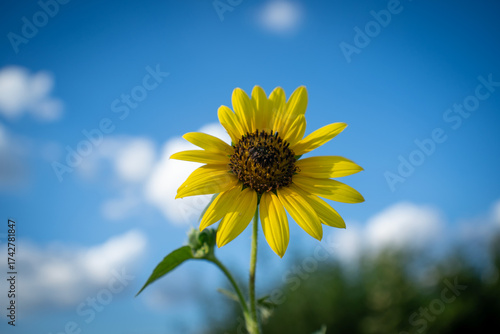 El brillo de un girasol puede llegar a ser como el sol.