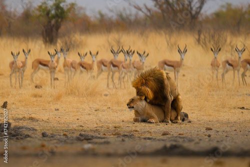 Lion and lioness mating - Panthera leo king of the animals. biggest african cat in Etosha National Park in Namibia Africa, making love in dry savannah