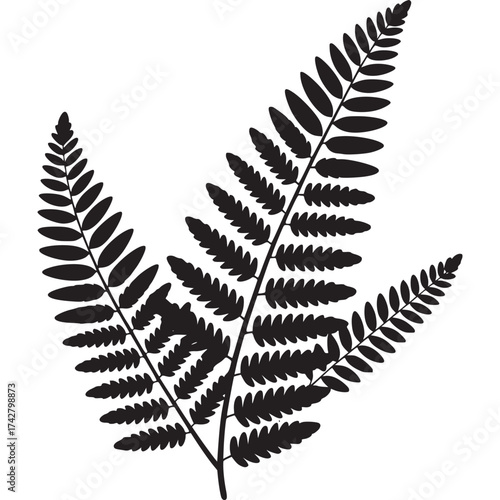 Vector art of black fern leaves