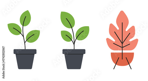 Three potted plants with differing foliage colors and growth stages