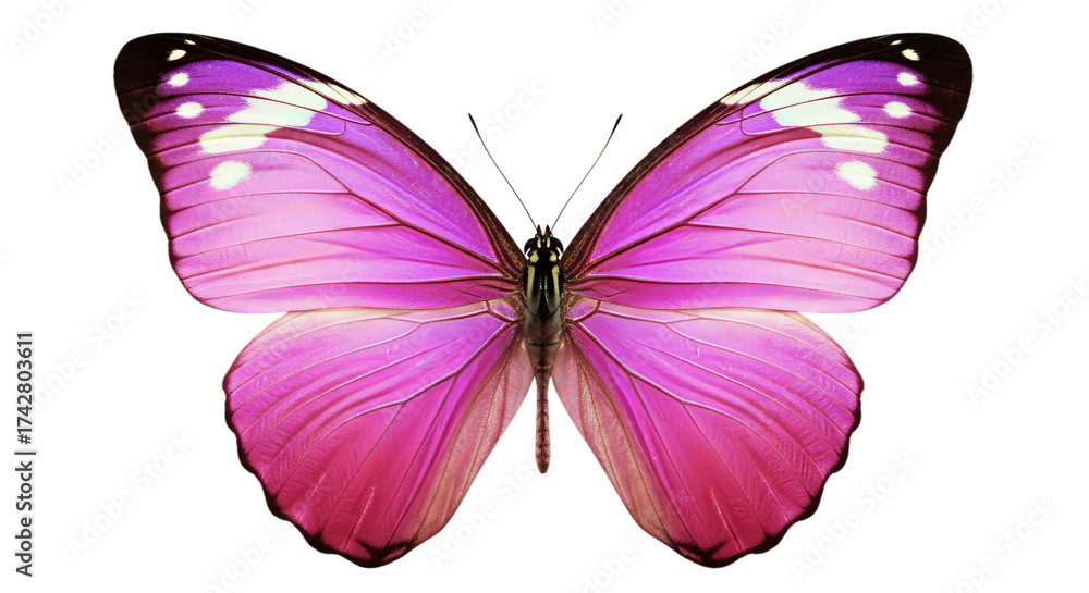 Obraz premium A beautiful iridescent pink and purple butterfly displays its vibrant wings showcasing intricate patterns of white spots and delicate textures perfect for nature inspiration