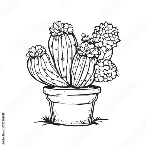 Cactus illustration in hand-drawn style
