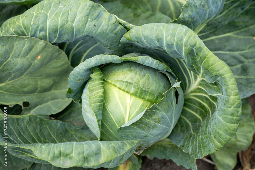 Fototapeta premium Ripe cabbage in a garden
