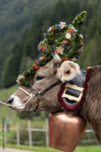 Kranzkuh beim Viehscheid