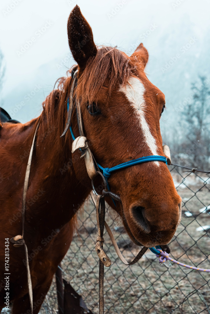 Obraz premium Brown horse with white spot on face standing in outdoor paddock