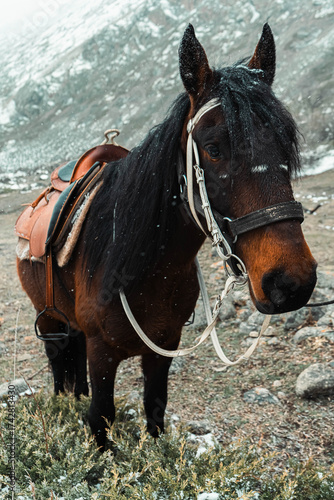 Close-up of brown horse with bridle in countryside stable