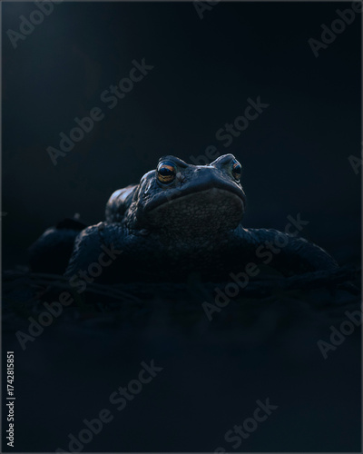 crocodile in water