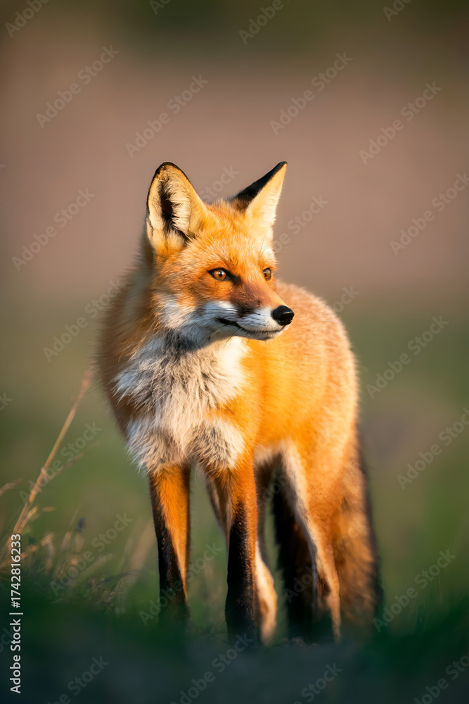 Obraz premium red fox in the wild