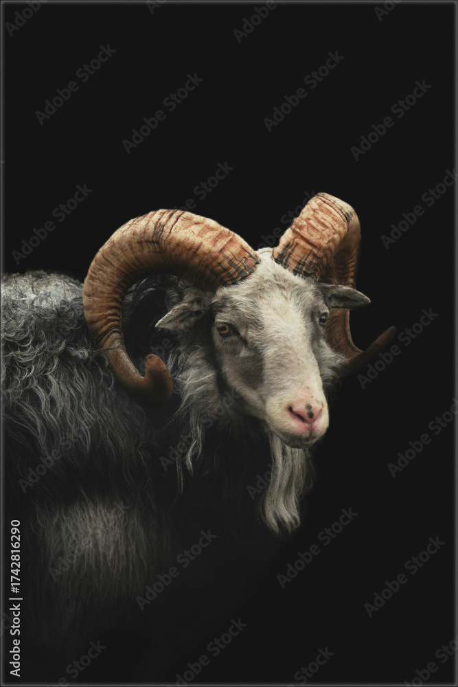 Naklejka premium black and white sheep