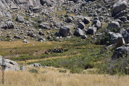 madagascar - wildlife