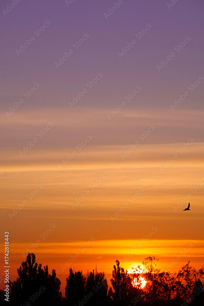 Obraz premium A bird flying against the backdrop of a colorful morning sunrise