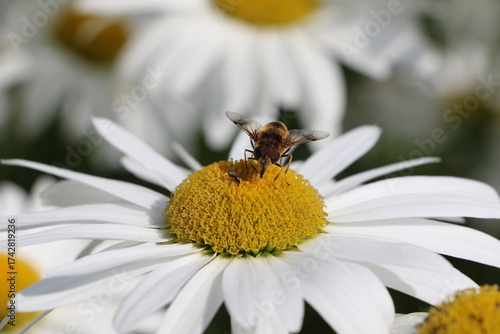 Gros plan sur une abeille qui butine une fleur