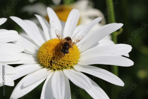 Gros plan sur une abeille qui butine une fleur