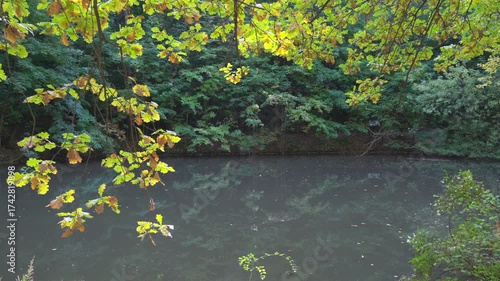 A leafy tree branch is reflected in the water. The water is calm and clear. The sky is cloudy and the sun is shining