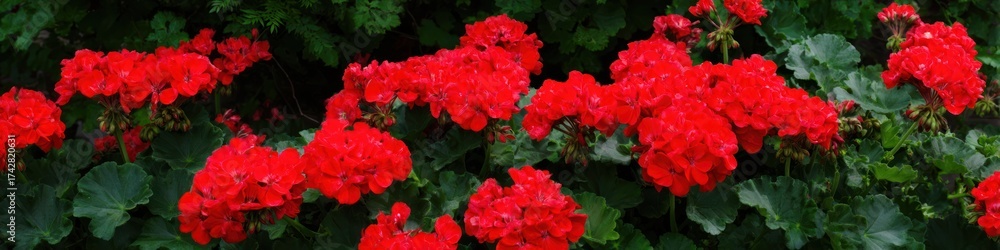 Obraz premium Vibrant red geranium flowers blooming against a backdrop of lush green foliage