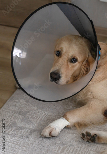A domestic golden retriever dog with a bandaged paw and in a veterinary collar lies on the floor.