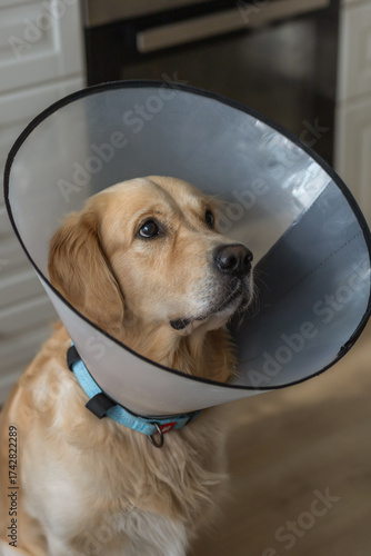 A pet golden retriever dog in a veterinary collar looks away.