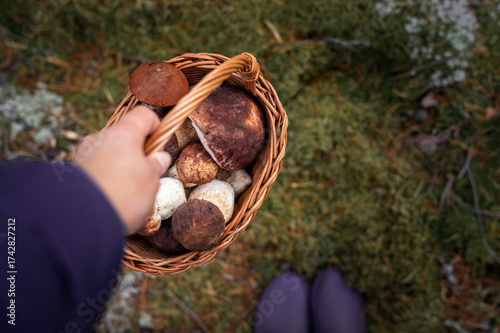 Person Holding Basket of Boletus Pinophilus and Leccinum Mushrooms