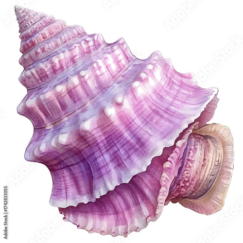 Seashell, watercolor drawing vector, isolated on a white background.