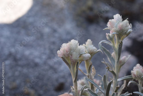 madagascar - plants