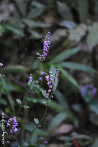 madagascar - plants
