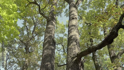 A forest with tall trees and a clear blue sky. The trees are spread out and some are taller than others, creating a sense of depth and height
