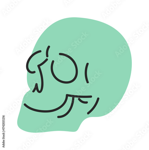 Plaster human skull model artwork