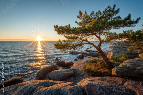 Beautiful sunset rays of sun with clean nordic nature, pine tree on rocks in North Europe, Baltic sea, gulf of Finland
