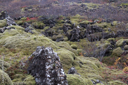 Canvas Print Lava and moss