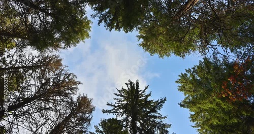 Nordic Forest Canopy Motion, 4K, 60fps