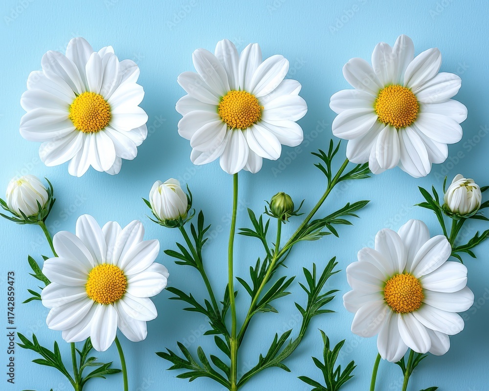 Fototapeta premium Fresh white daisies with vibrant yellow centers arranged on a soft blue background
