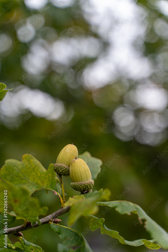 Obraz premium Close-up of two acorns growing on an oak tree branch with soft bokeh background. Autumn nature macro in Estonia.