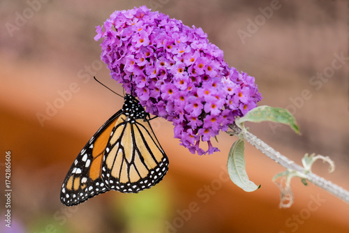 butterfly on flower