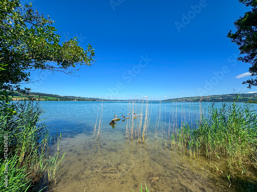 Reeds and Reflections on a Sunny Day at Lake Sempach, Switzerland