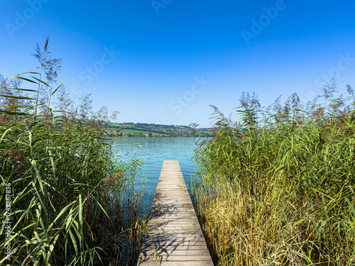 Wooden Pier Leading into Lake Sempach through Reeds, Switzerland