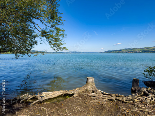 Tranquil Shoreline with Tree Roots at Lake Sempach, Switzerland