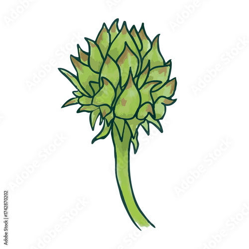 Green Artichoke bud, stem. Hand-drawn watercolors, outline. Botanical image of Vegetable for kitchen decor, cooking, eco-friendly products. Natural healthy Food. Isolated. Vector illustration.