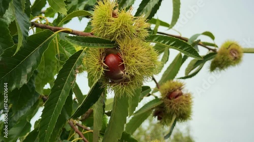 chestnut tree with green spiky husks opening to reveal ripe brown chestnuts. The branches sway gently in the breeze, showing early signs of autumn in the garden.
