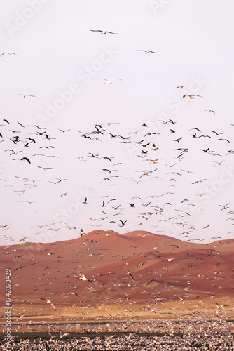 Flock of birds in Paracas reservation, Peru