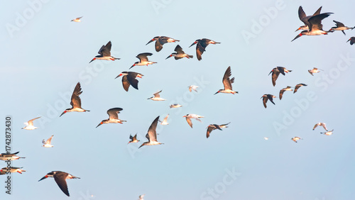 Black skimmer in flight