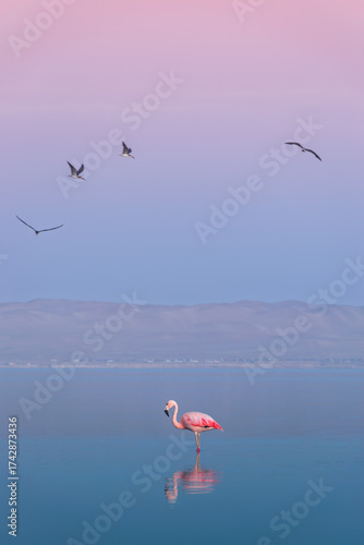 Flamingos in the sea in Paracas reservation