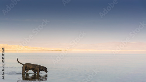 Dog searching on the beach in Paracas reservation
