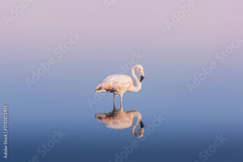 Pink flamingos in the water, in serene scene, sunset, Paracas, Peru
