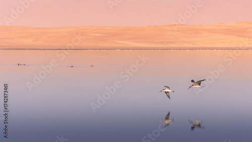 Black skimmer couple flying on the beach at Paracas reservation, tranquil scenery   