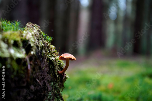 Valokuva Tiny mushroom growing on mossy log in forest