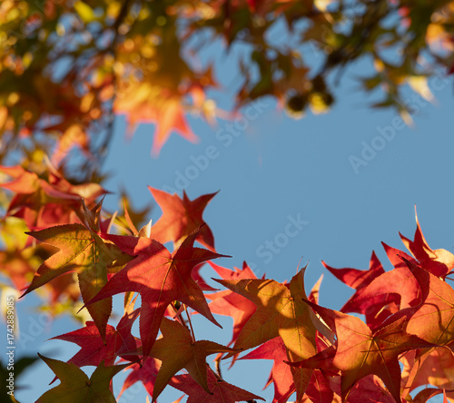 Sweetgum tree fall leaves, red and orange, foreground, in sun against blue sky, selective focus, background, space for text, closeup